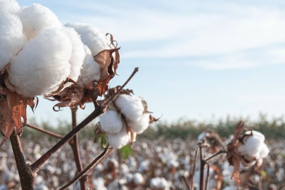 What makes SUPIMA cotton so wonderful?
