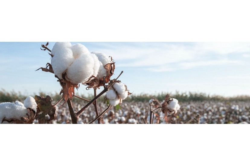 What makes SUPIMA® cotton so wonderful?