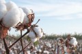 What makes SUPIMA® cotton so wonderful?