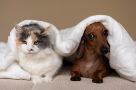 Noites Aconchegantes com os Seus Animais de Estima��o