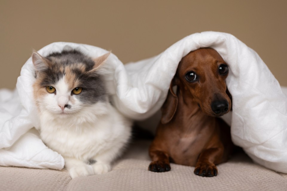 Cozy Nights with Your Pets